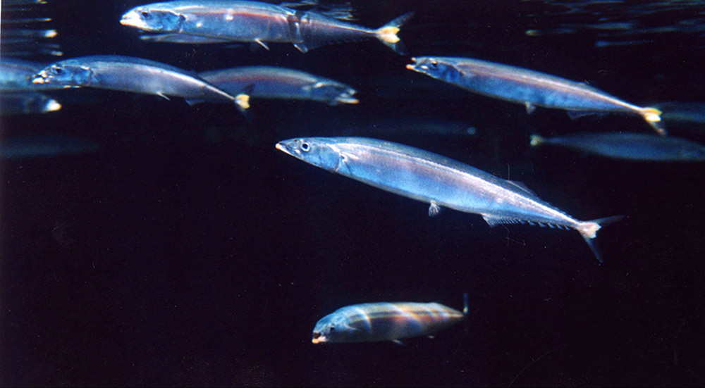 サンマの泳ぎ方 横から見るか 上から見るか 海のレシピ Project サンマの泳ぎ方 横から見るか 上から見るか 海のレシピ Project